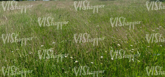 meadow with flowers and tall grass