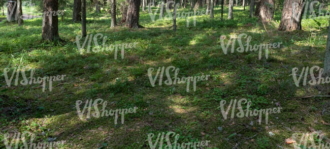 forest ground with spots of sunlight