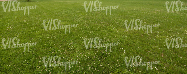 lawn with blooming clover