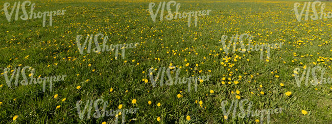 field of blooming daffodils