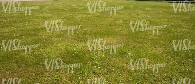 wild lawn with some small white flowers