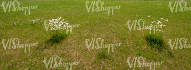 lawn with two bunches of blooming daisies