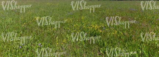 field with blooming bellflowers and buttercups