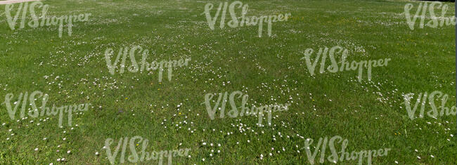 field with many small blooming daisies