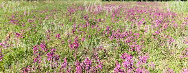 field of blooming sticky catchflies