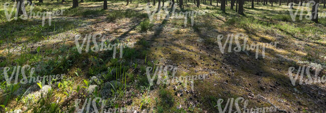 forest ground with moss and many pine cones