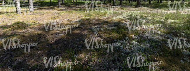 mossy ground of a pine forest