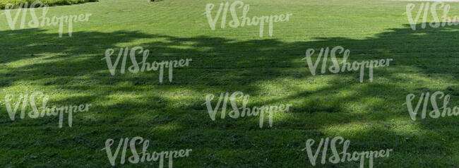 lawn with a big tree shadow