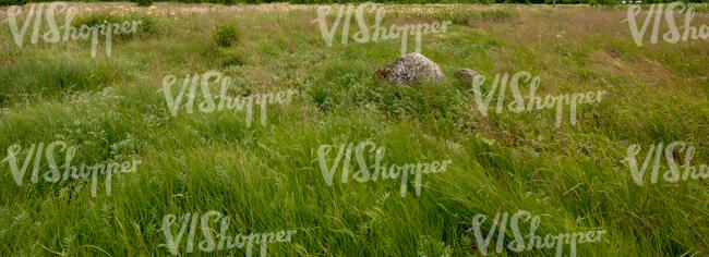 wild meadow with a some big stones