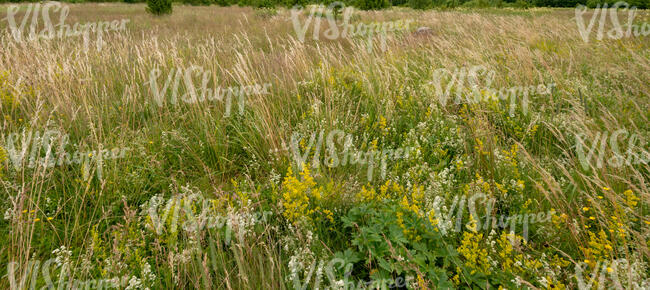 wild meadow with tall grass and flowers