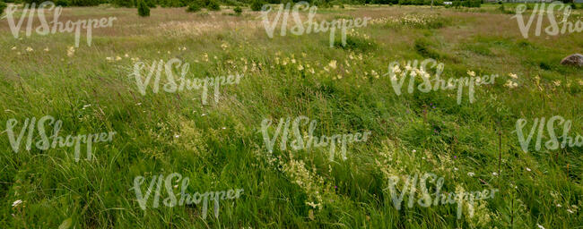 wild meadow with tall grass on a windy day