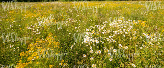 meadow full of blooming daisies and st john wort