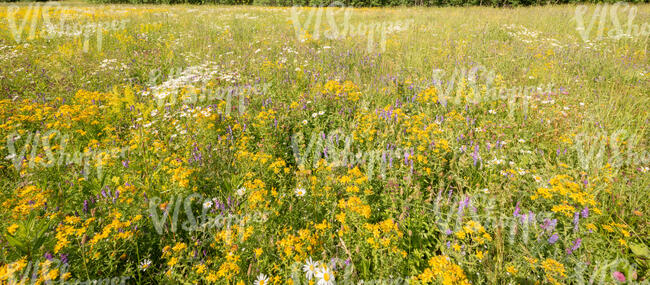 colourful meadow with blooming st johns wort