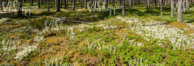 sunny clearance in the forest