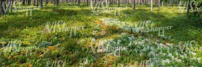 forest ground with lichen and heather