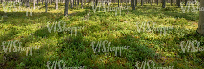 ground in the pine forest