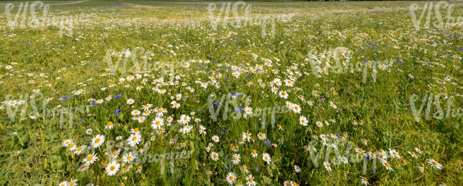 meadow of blooming daisies