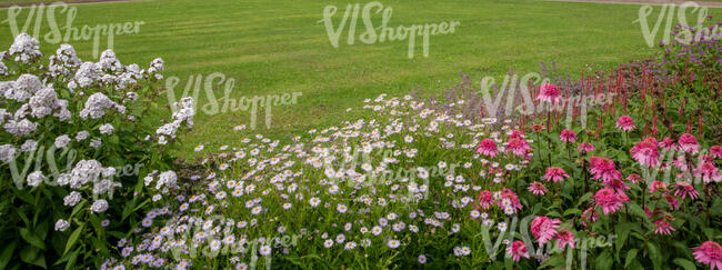 flowerbed with different blooming flowers