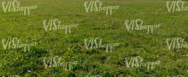 wild grass with blooming summer flowers