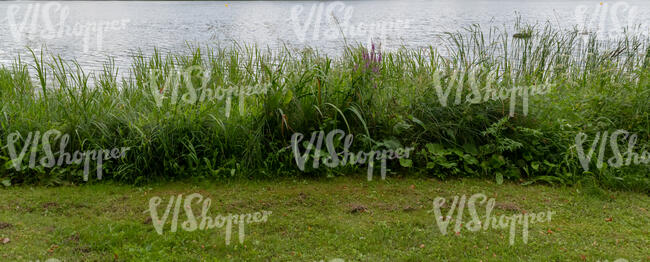 bank of a lake with high grass