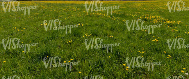 field of blooming dandelions