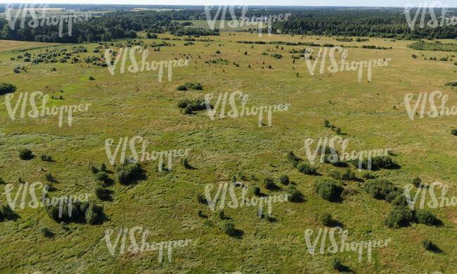aerial view of a grassland with bushes