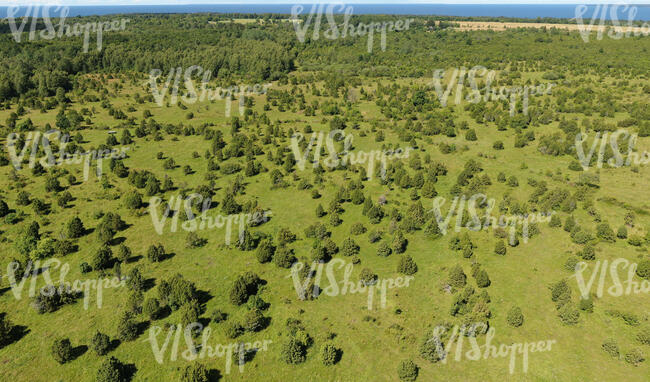 aerial view of landscape with many junipers