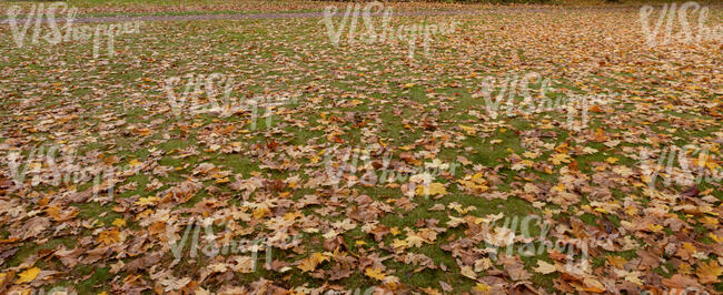 lawn with fallen maple leaves