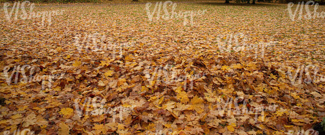 ground thickly covered with fallen leaves