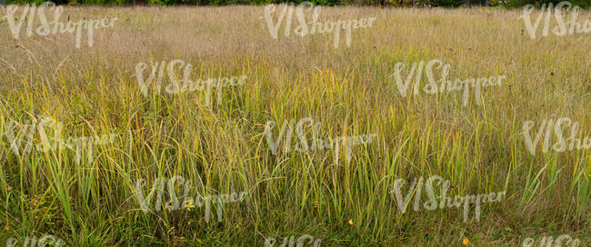 tall withering grass 