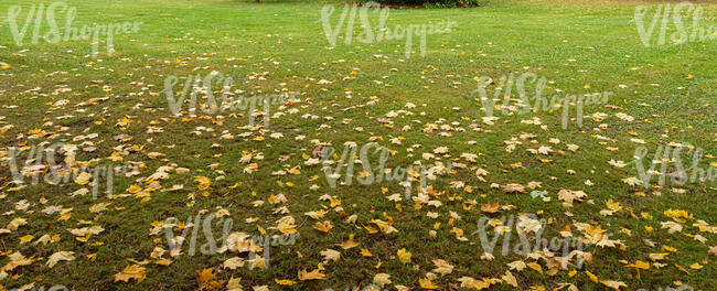 lawn scattered with fallen leaves