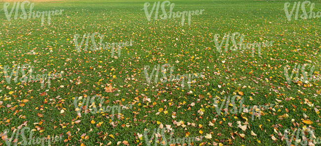 lawn with small fallen leaves