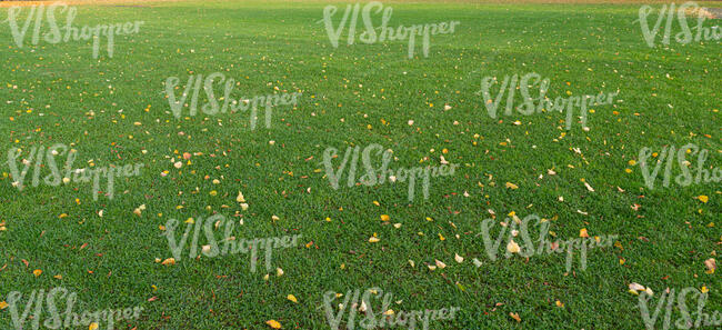 lawn with some fallen tree leaves