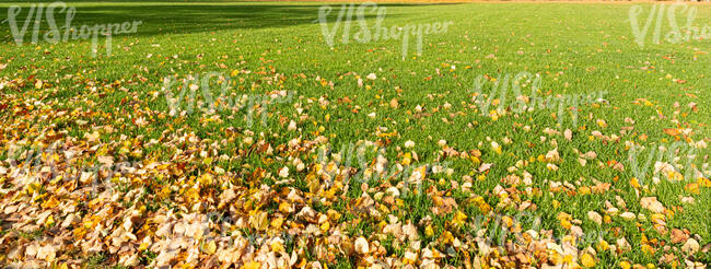 lawn with a pile of fallen leaves in one corner