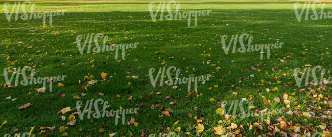 lawn with large shadows and fallen leaves