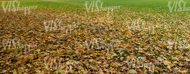 lawn covered with many fallen leaves