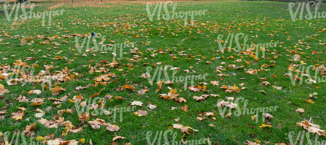 lawn with a crow and fallen leaves