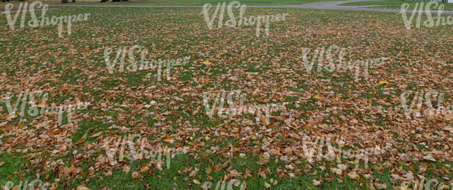 lawn with a lot of fallen leaves