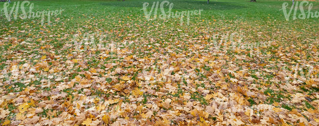 lawn in autumn with fallen leaves