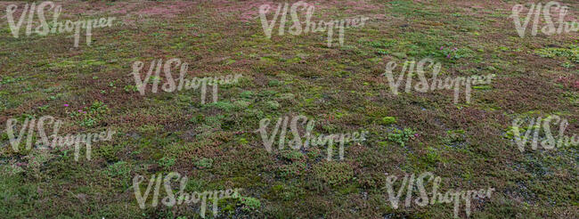 ground covered with colorful lichen