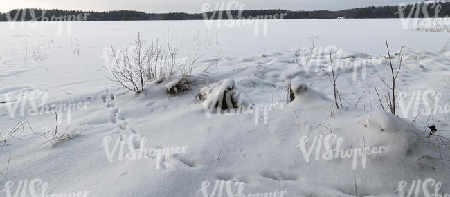 grass field in winter with some animal tracks