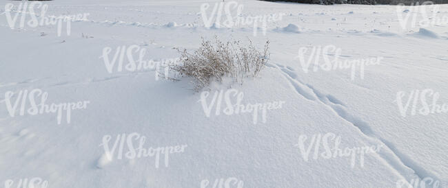 field of snow with some grass shrubs