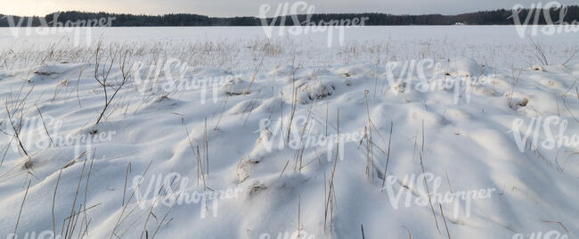 hay field covered with thick snow