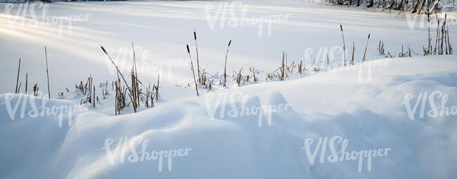 snow covered field with some grasses