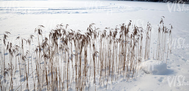 frozen lake shore with common reed