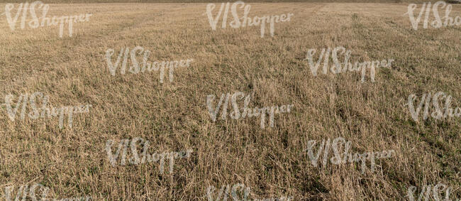 field of dry grass in early spring