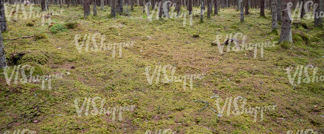 forest ground with lichen and moss