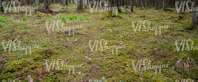 forest ground in early spring