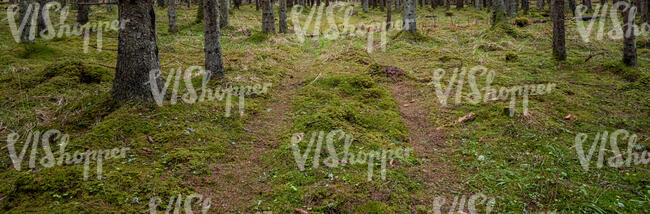 footpath in forest