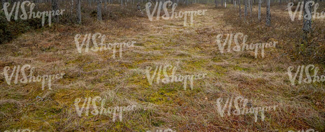 mossy ground in bog forest